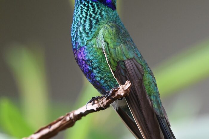 Der Koli­bri